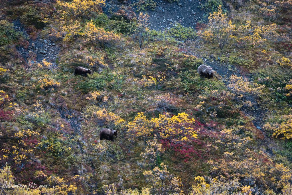 Mother Grizzly bear and cubs foraging in the tundra, Denali National Park