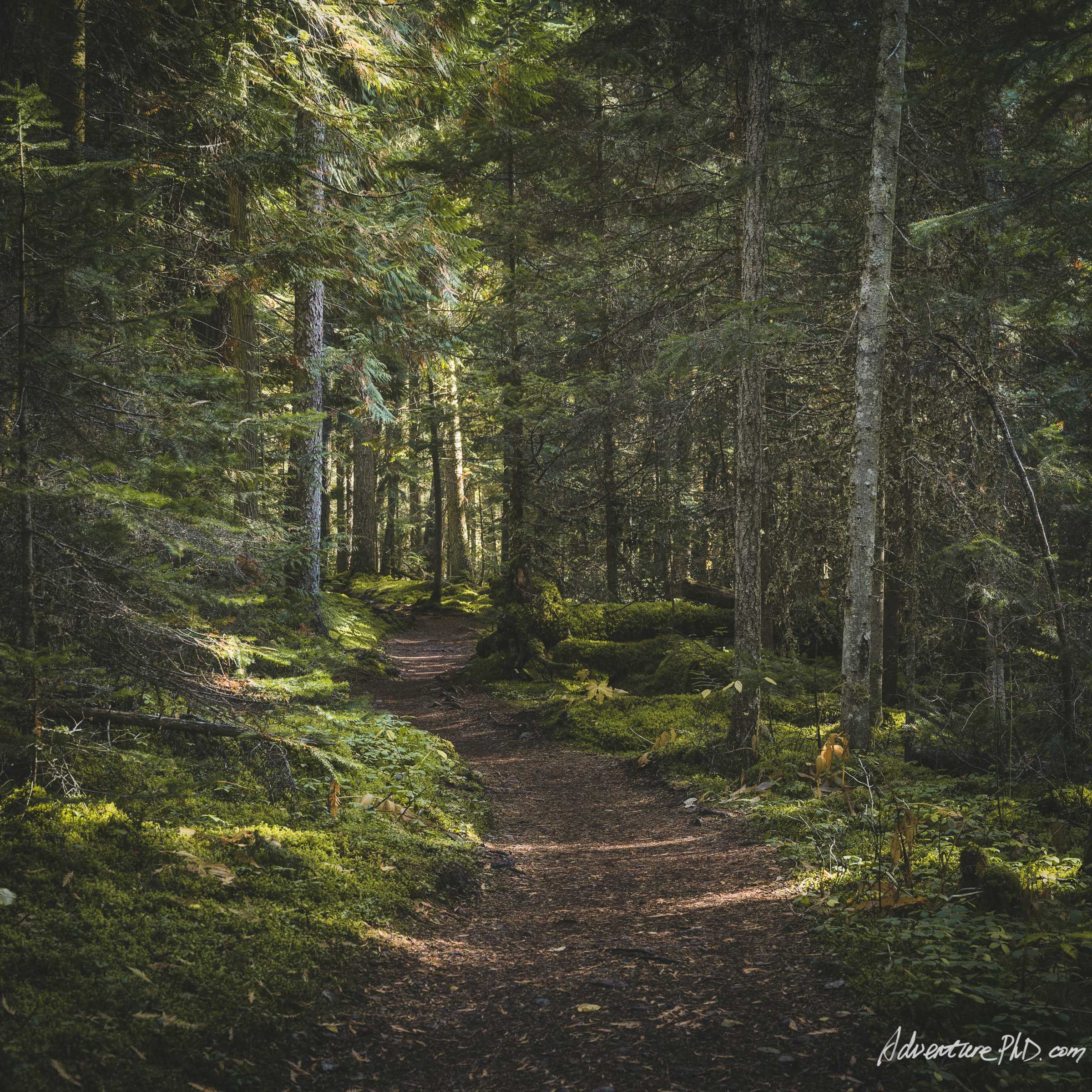Kinney Lake Trail, Berg Lake Trail, Mount. Robson Provincial Park