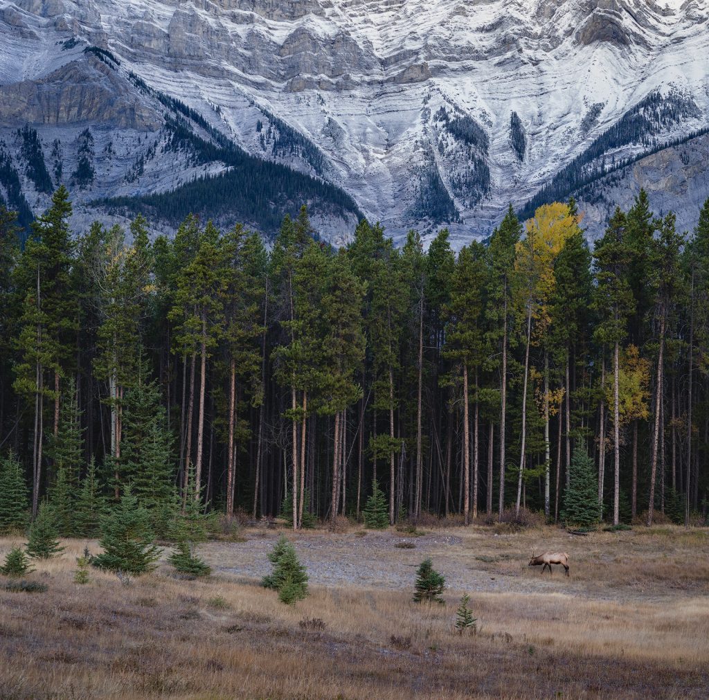 Autumn in the Canadian Rockies, Banff National Park
