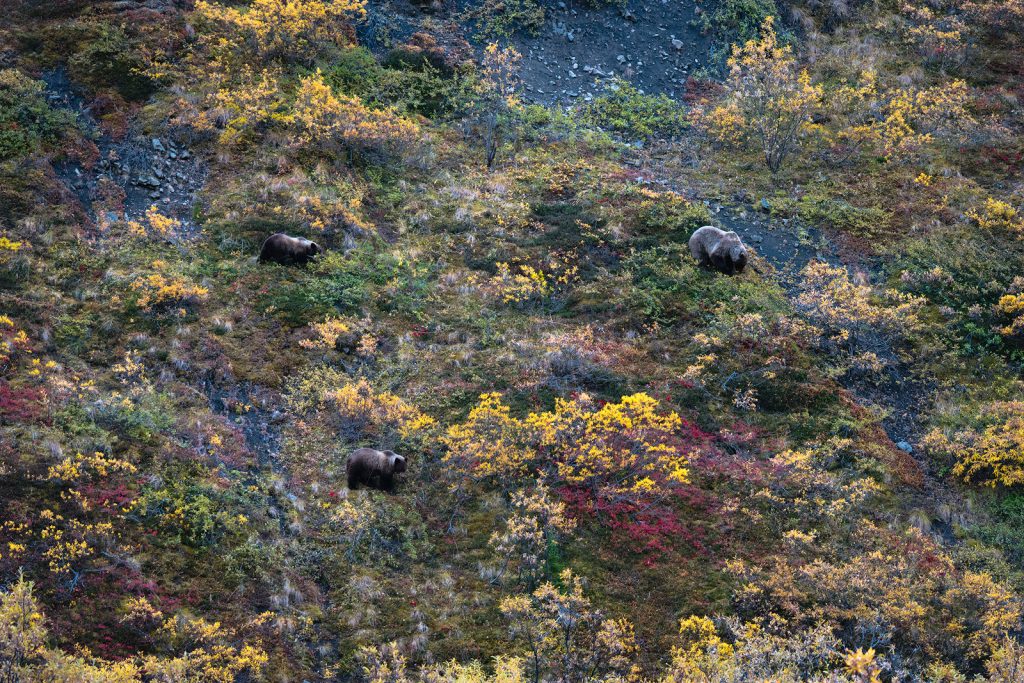 Mother Grizzly and cubs foraging