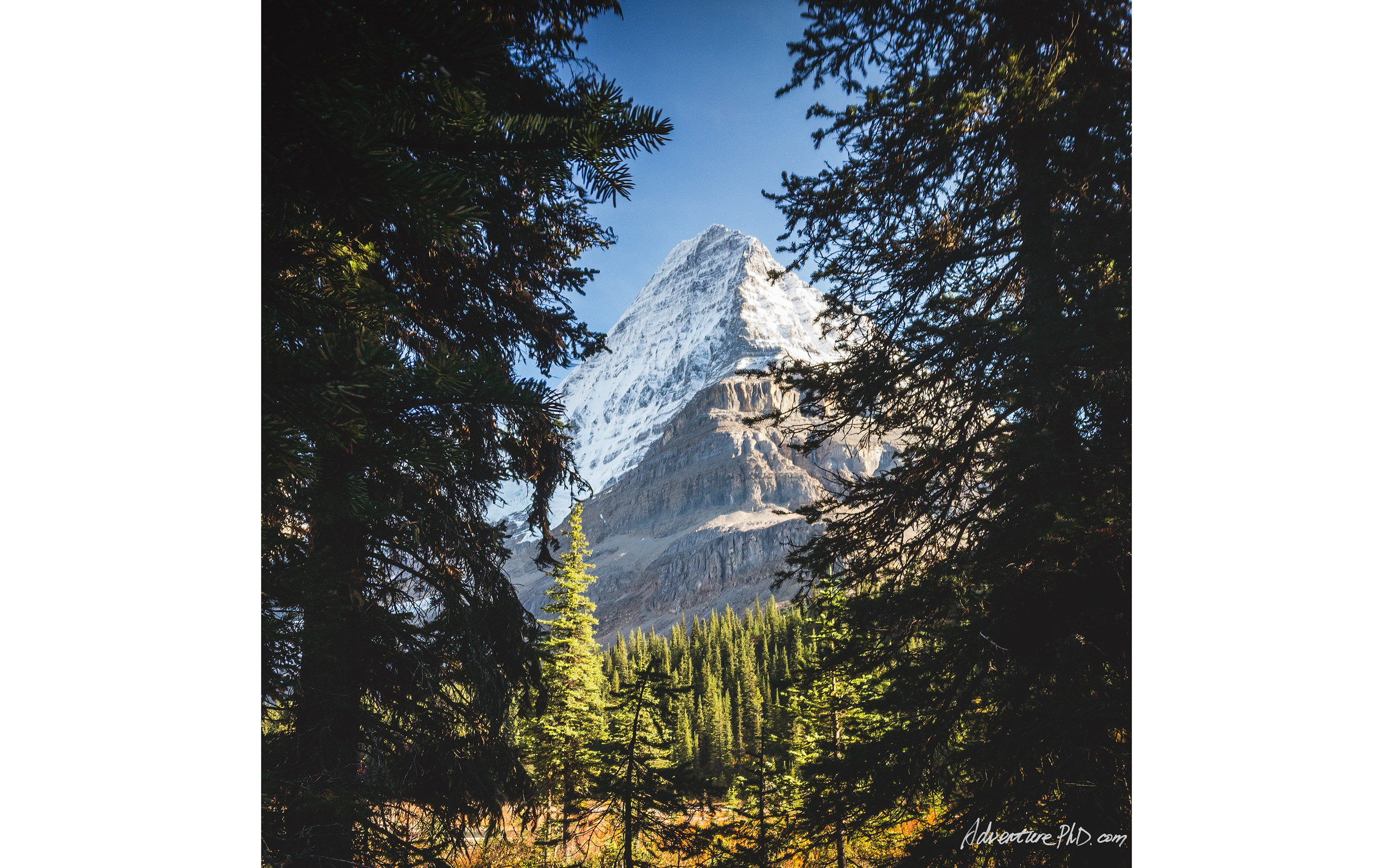 Mount. Robson viewed from the Berg Lake Trail
