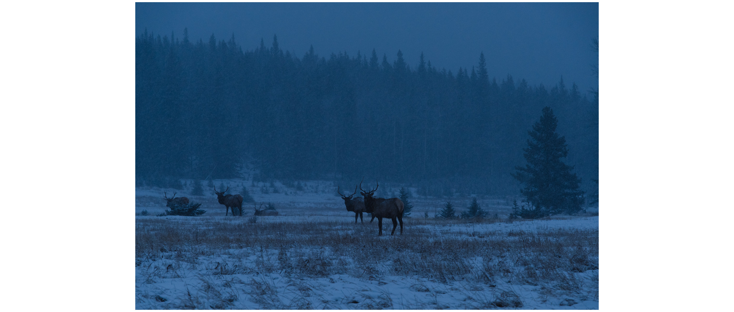 Elks in morning snow, Banff National Park