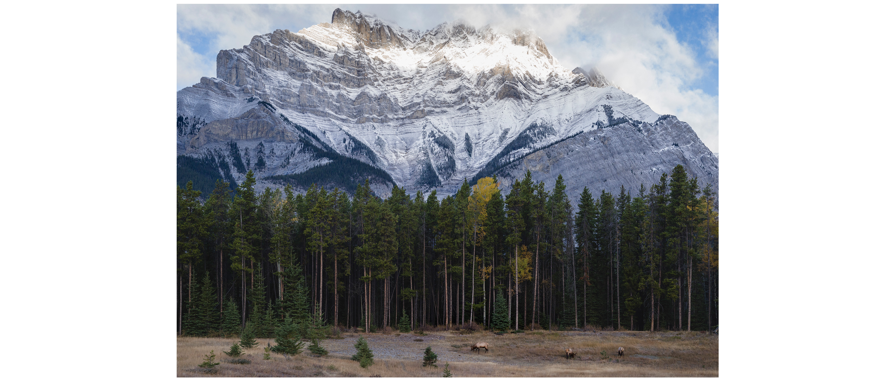 Elks near the Two Jack Lake, Banff Wildlife photography