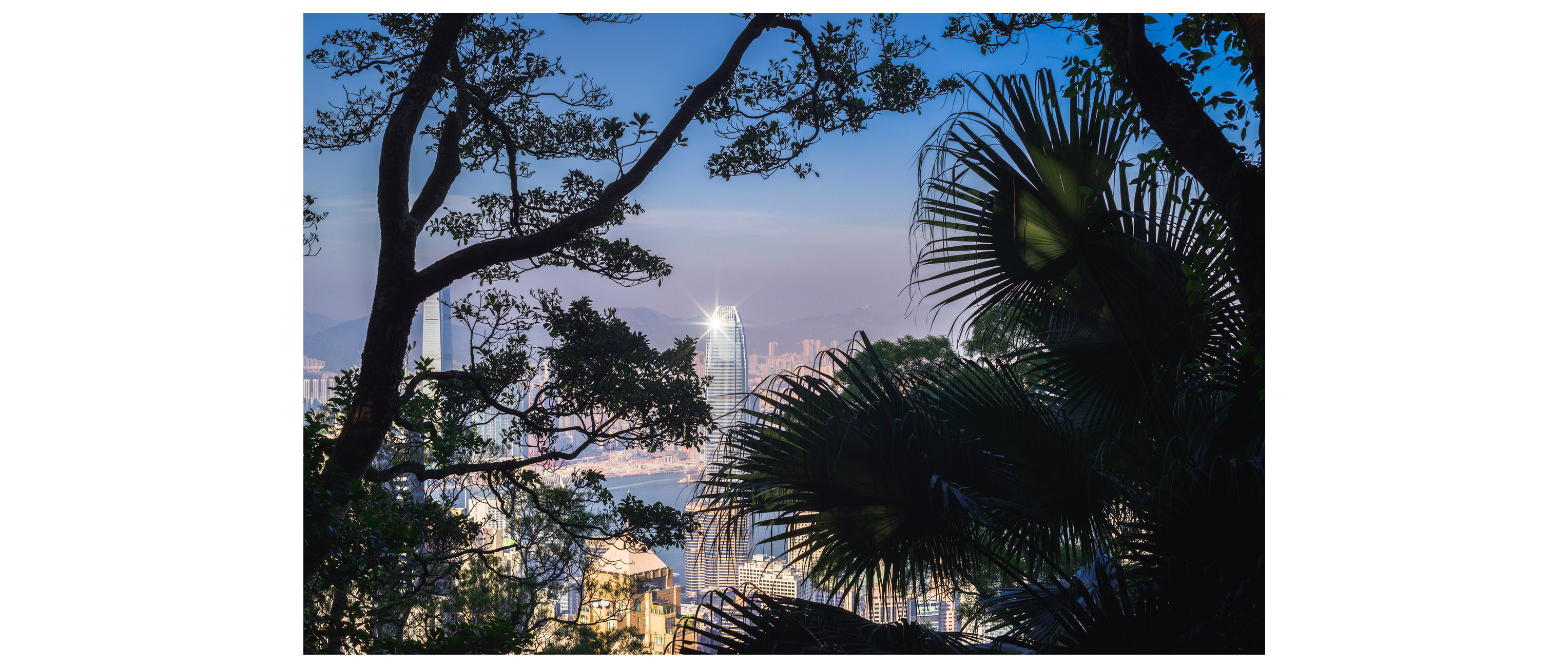 The concrete jungle viewed from the real one, Hong Kong