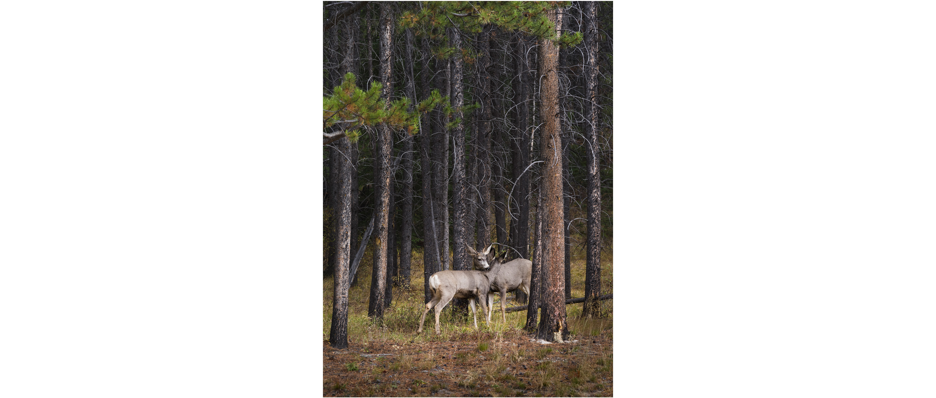Deer licking each other, Banff National Park
