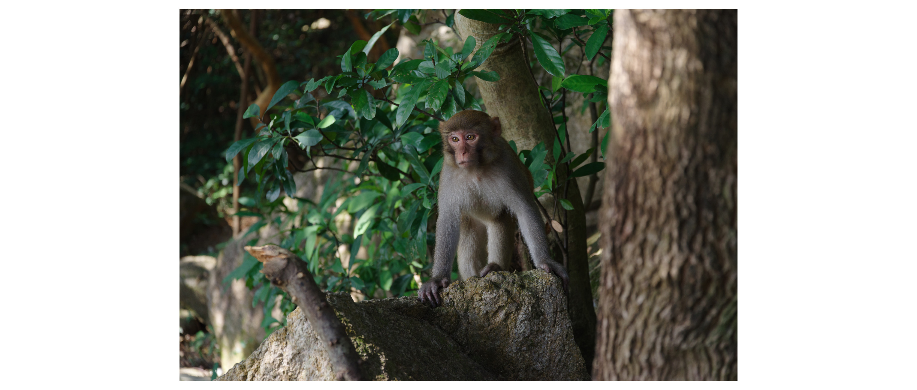 Monkey living along the trail to Lion Rock