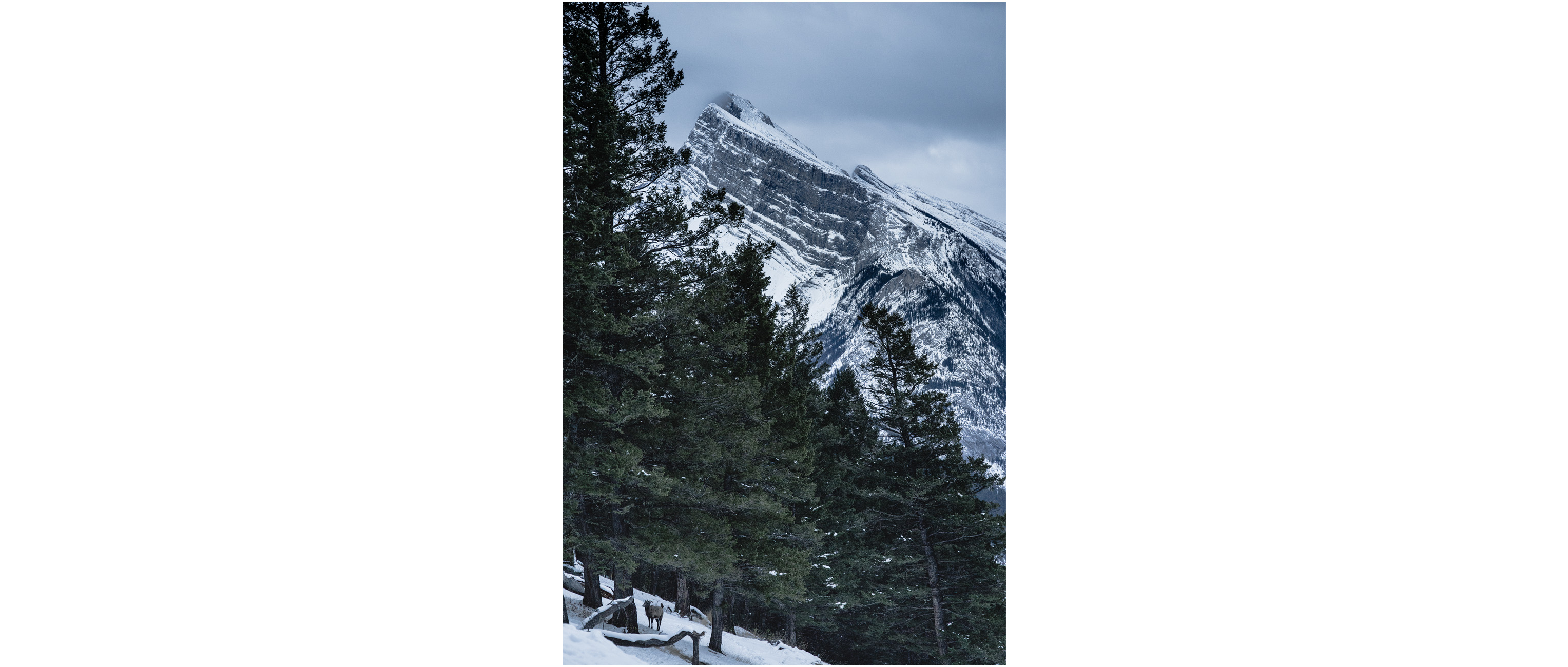 Mountain Sheep in Mount. Norquay, Banf National Park