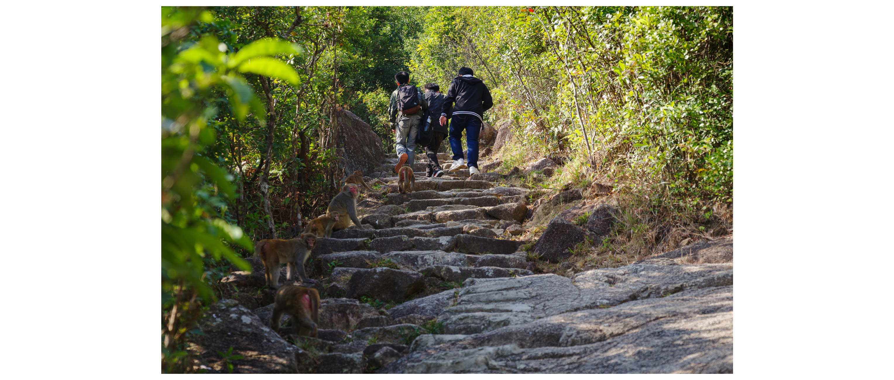 Monkeys along the trail to Lion Rock
