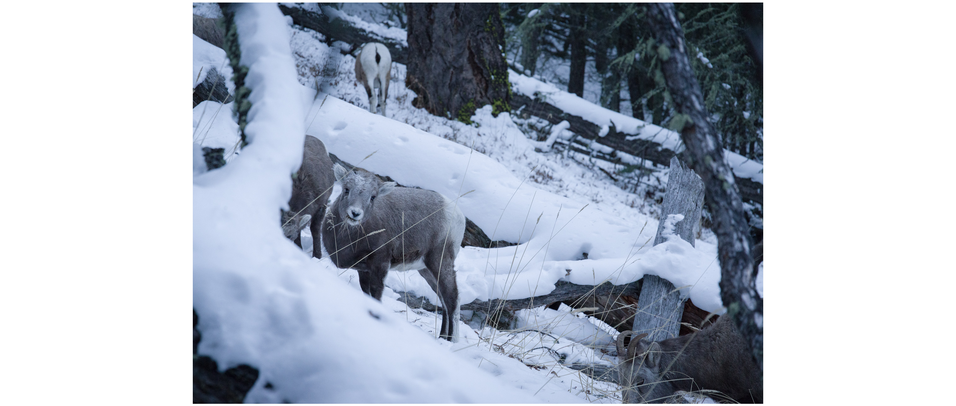Mountain sheep in the forest, Banff National Park