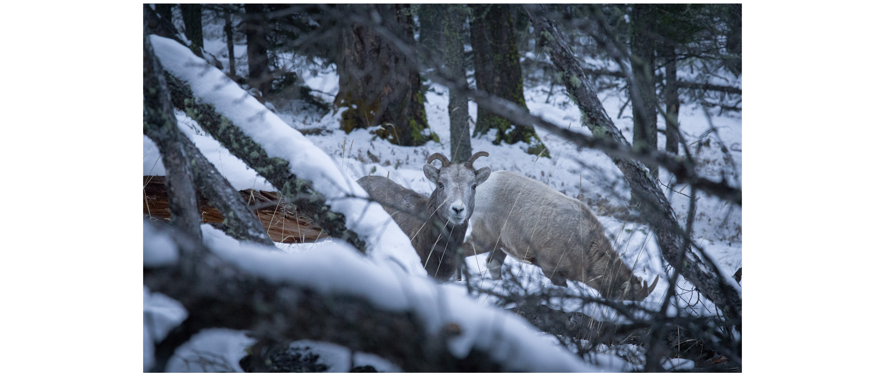 Mountain sheep, Mount. Norquay, Banff