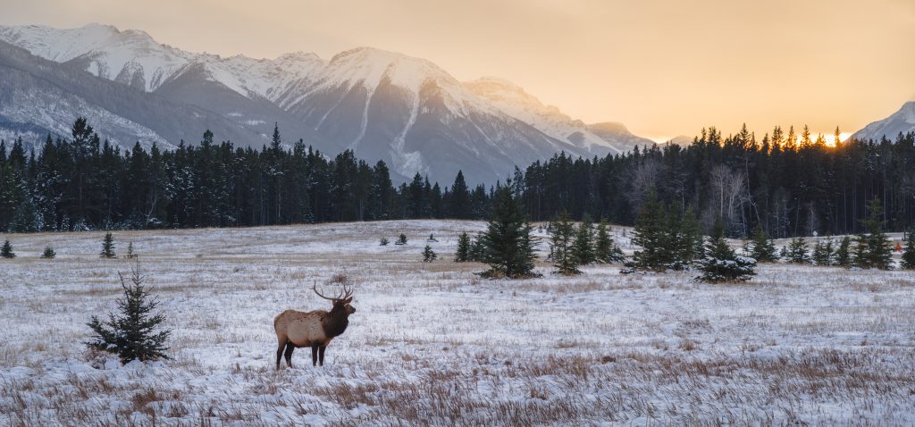 Elk in autumn, Banff National Park
