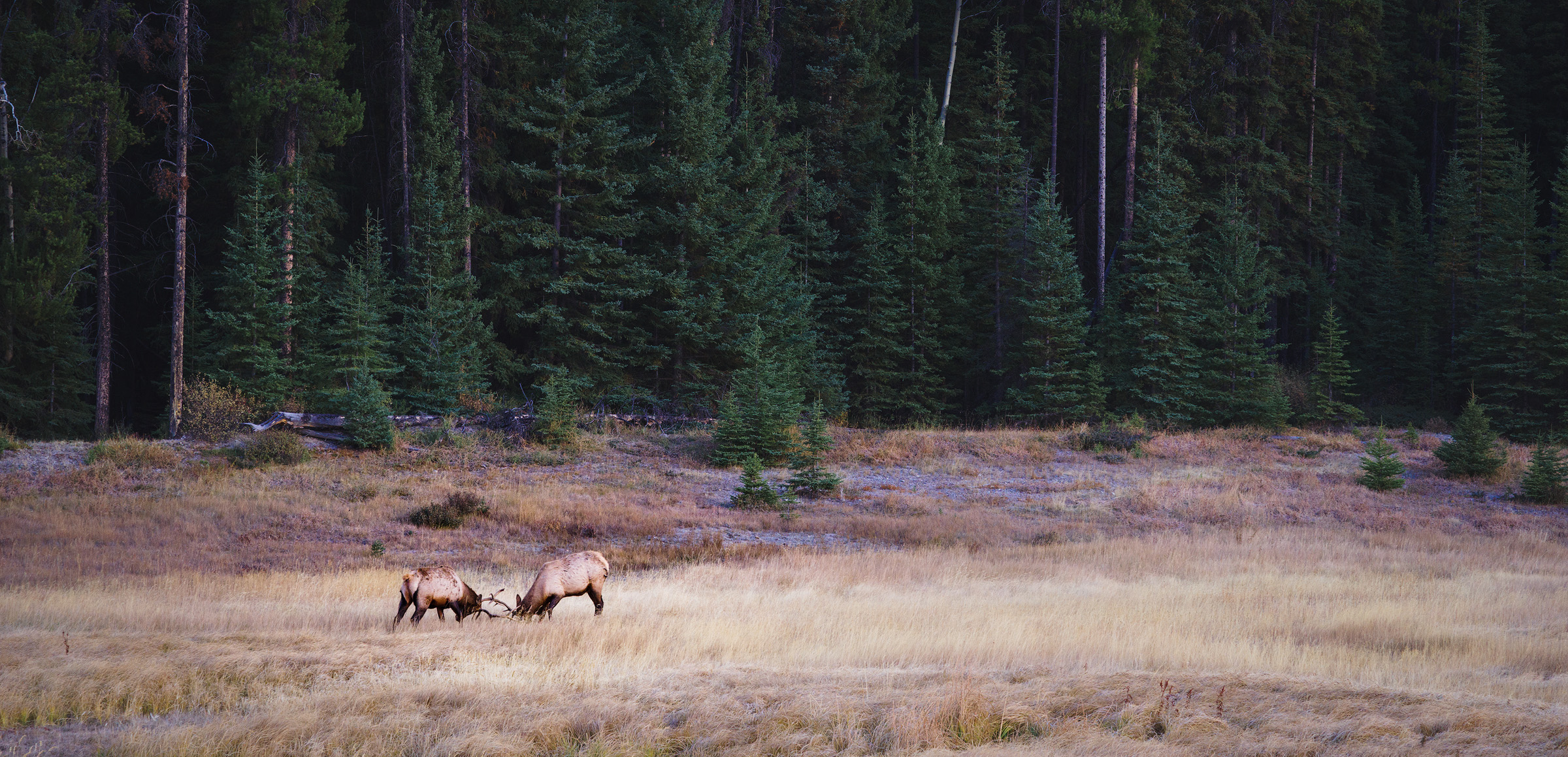 Elks rutting in Banff National Park