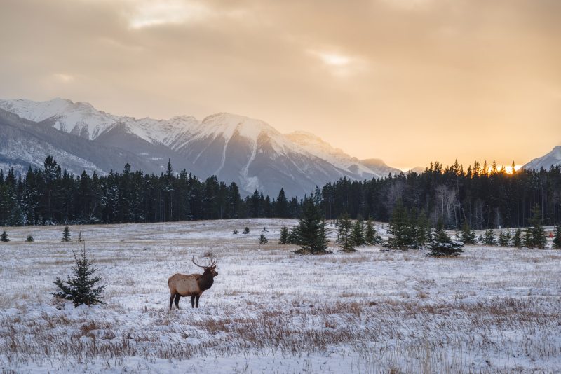 Elk in autumn, Banff National Park