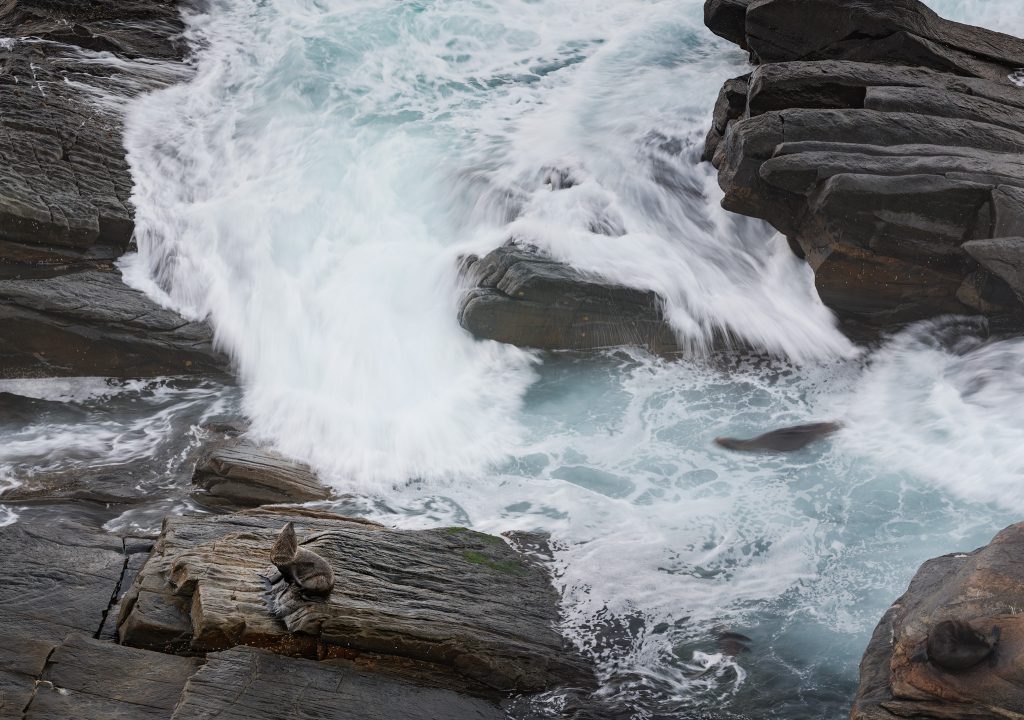 Staying still, New Zealand Fur Seal in the Flinders Chase National Park