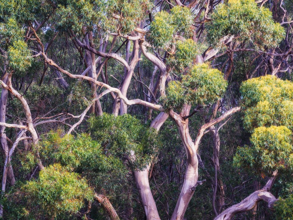The shape of trees